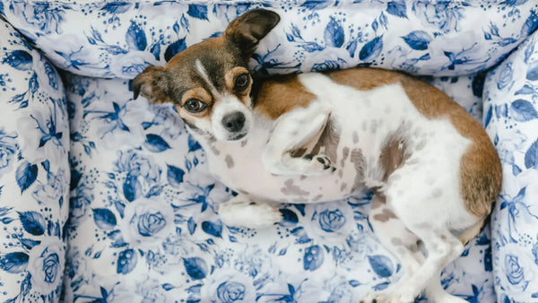 The Benefits of Investing in a High-Quality Dog Bed