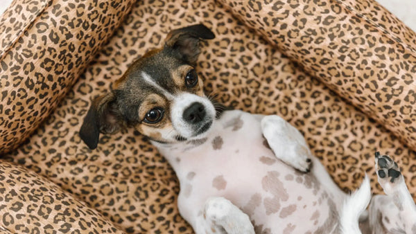 5 Reasons Why Your Dog Deserves a Stylish Bed