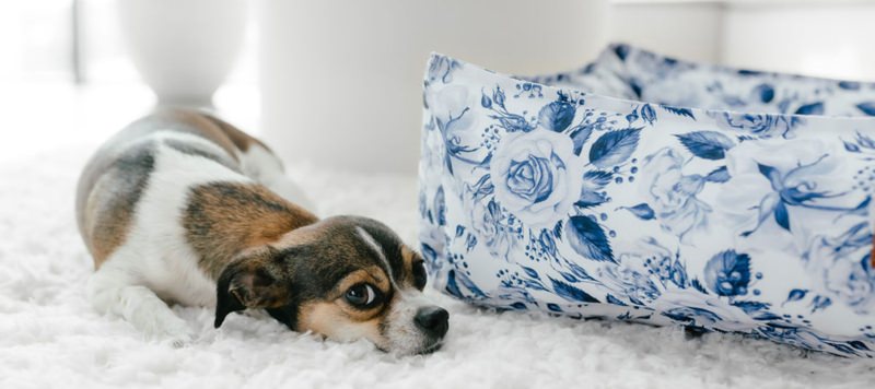 Let Your Puppy Snooze in Style with a Georgie's Day Dog Bed